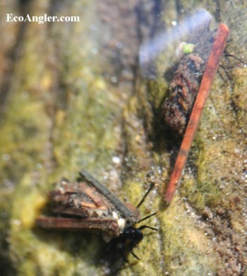 Case Maker Caddisflies