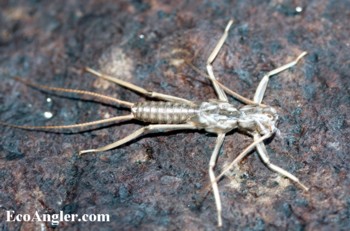 Golden Stonefly skin left on rock