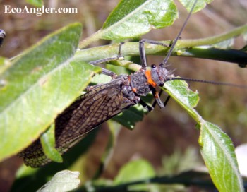 Salmonfly with the signature salmon coloring