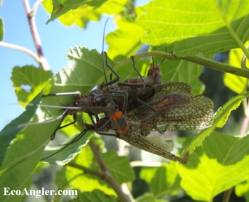 Salmonflies mating
