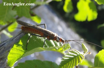 Salmonflies are several inches in length