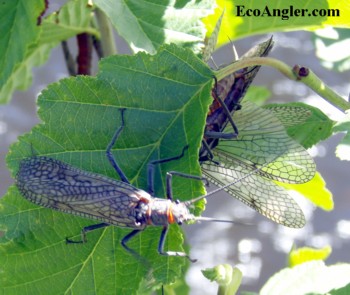 Salmonflies have 2 sets of wings.