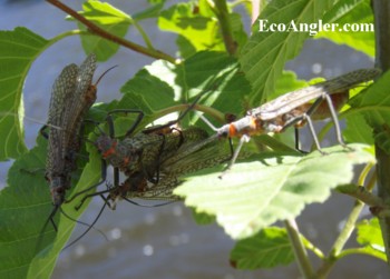 Adult Salmonflies gather to mate.