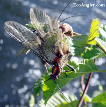 The wings ofa salmonfly are nearly transparent.