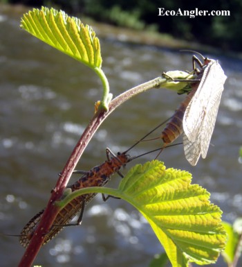 Hanging on a small branch near the stream's edge is where you'll find adult salmonflies.