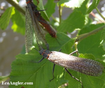 Hanging on a small branch near the stream's edge is where you'll find adult salmonflies.