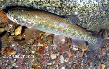 A wild rainbow trout caught in the Clavey River