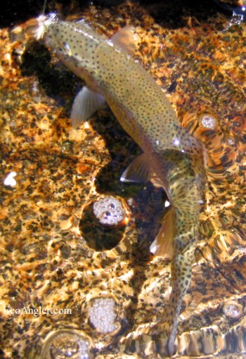 A wild rainbow trout caught and released in the Clavey River
