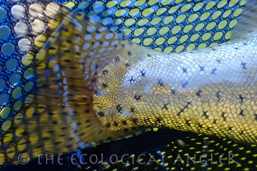 Lahontan cutthroat trout displays a spotted tail  at Heenan Lake