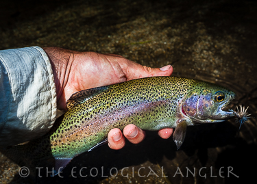 Fly Fishing the Forks of the Kern River Rainbow Trout
