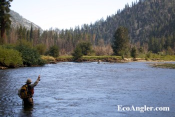 Bringing a Kern River Rainbow trout to net