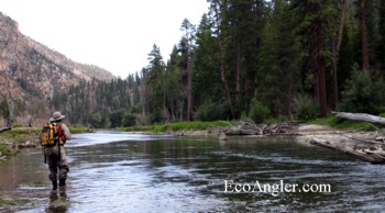 Fly fishing for Kern River Rainbow trout