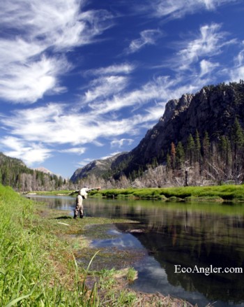 Casting to wild rainbows on the Kern River