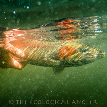 Steelhead photographed underwater on the Klamath River.