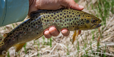Wild trout caught along the Lower Owens River