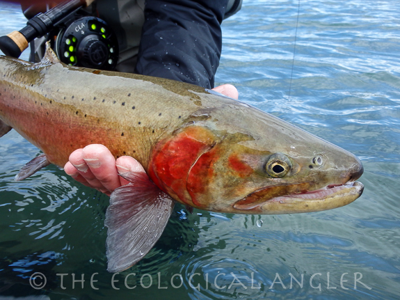 A Pyramid Lake Lahontan Cutthroat Trout during their spawning season.