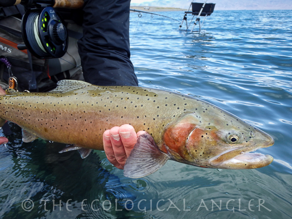 A Pyramid Lake Lahontan Cutthroat Trout caught off Pelican Point Nevada.