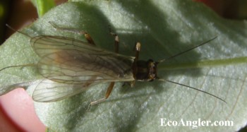 A small stonefly might be a yellow sally