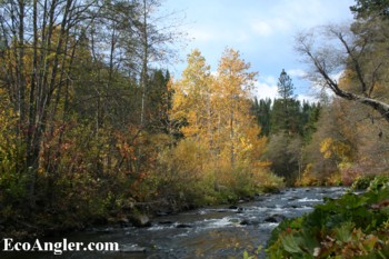Fall colors across the Sacramento River just above the Cantara Loop