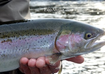 A 7 pound steelhead landed on the Trinity River