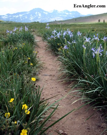 The trail heading out of Meiss Meadows is lined with wildflowers