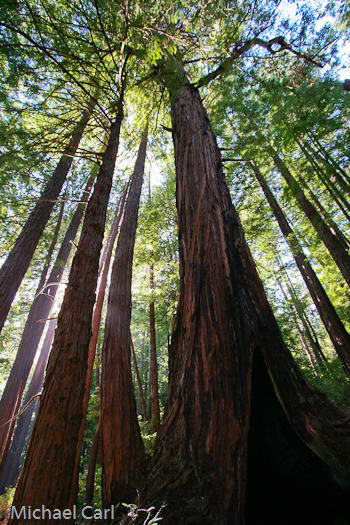 The dramatic redwood groves of the central California coast.