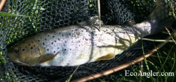 Brown trout caught and released in Hot Creek