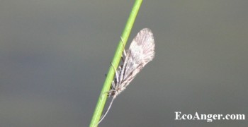 Caddisfly resting above Hot Creek