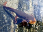 Salamanders can be found in  West slope Sierra Nevada rivers.