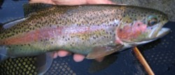 California Rainbow Trout