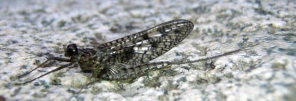 March Brown Mayfly