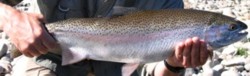 Steelhead trout