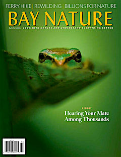 Bay Nature Magazine Summer 2023 Cover