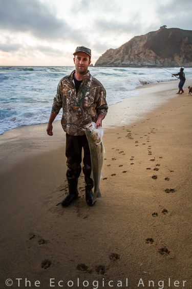 Angler with Large Adult Striper caught in the surf south of San Francisco