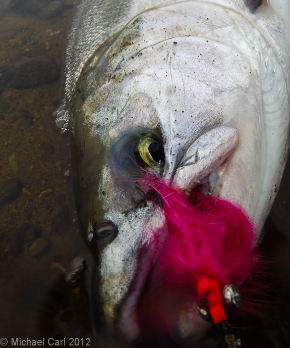 Coho salmon photgraphed with a pink fly