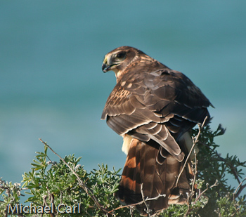 photo of Northern Harrier