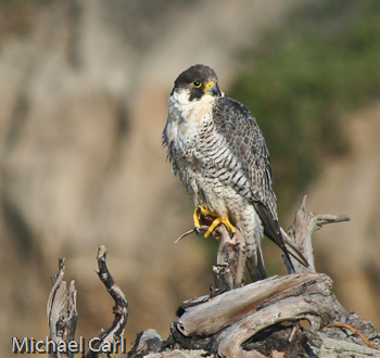 Peregrine Falcon perches below cliff near the coast .