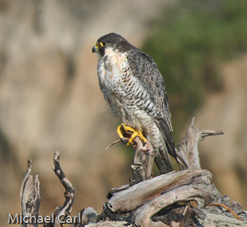 Peregrine Falcon perches below cliff near the coast .