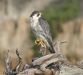 Peregrine Falcon perches below cliff near the coast . 