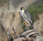 Peregrine Falcon
