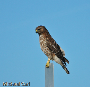 Red-shouldered hawk ready to take wing