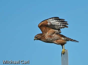 Red-shouldered hawk takes wing