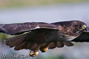 Wingspan of the redtail hawk