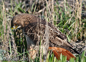The red tailed hawk gets ready to bite down on snake