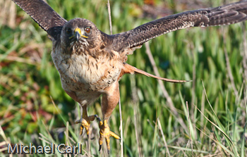Red-tailed Hawk takes off in pursuit of other meals