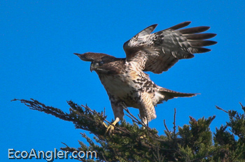 Red-tailed Hawk lands