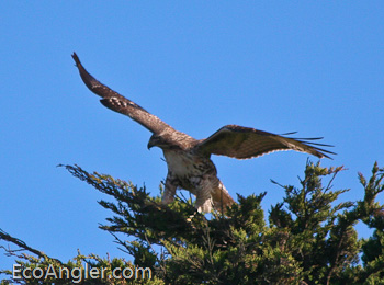 The red tailed hawk prepares to land in tree