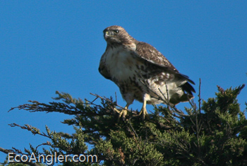 Red-tailed Hawk Perched in Tree