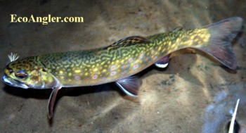 Brook trout displays the olive green wavy lines along it's back