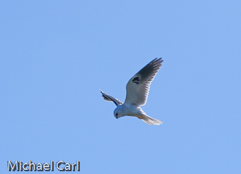 White-Tailed Kite takes wing